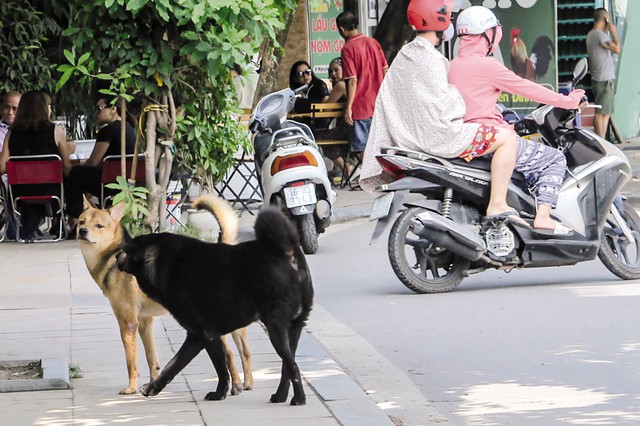 
Tình trạng cho thả rông không rọ mõm vẫn xuất hiện nhan nhản trên đường phố Hà Nội. Ảnh: Nhật Tân
