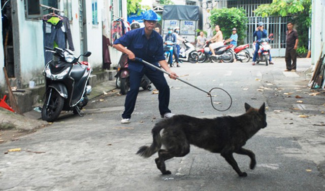 
Chó thả rông không đeo rọ mõm, không có người dắt... sẽ bị bắt giữ và xử phạt hành chính đối với người nuôi. Ảnh: Quốc Triều
