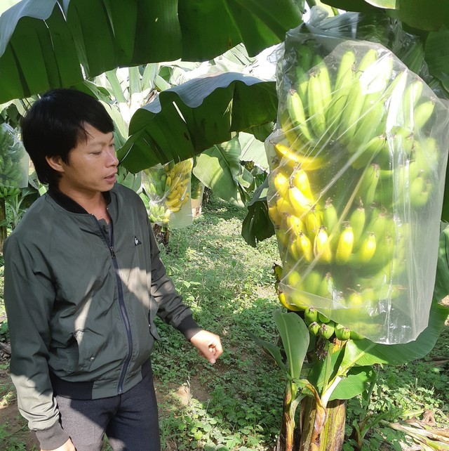 Dù được bọc ni lông nhưng chuối vẫn bị chín ép, chủ vườn nghi vẫn có bàn tay của kẻ gian.