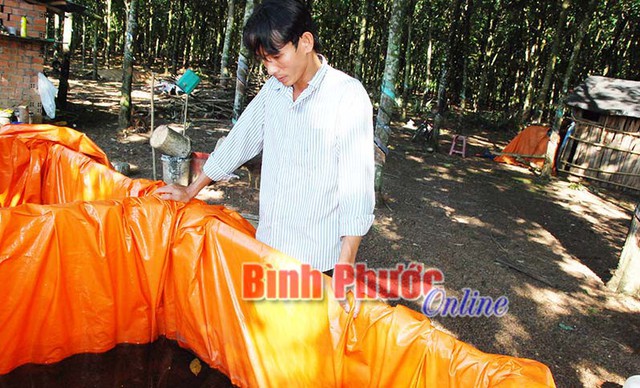 
Anh Lê Văn Cao đang kiểm tra lươn giống trong bể lót bạt.
