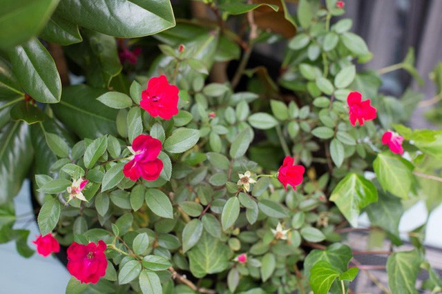
Khóm hoa hồng đỏ rực rỡ sẽ càng đẹp hơn khi được trồng trước hiên nhà.
