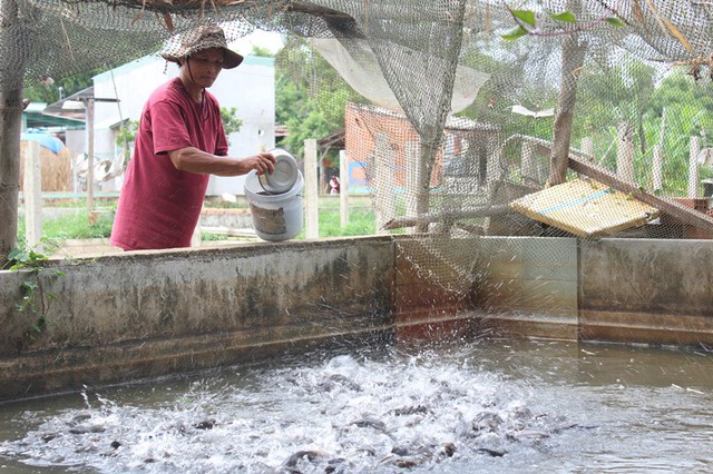 
Đến nay, gia đình anh Chung đã có 9 hồ nuôi cá trê, cá lóc
