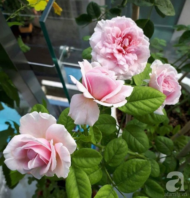 
Những chùm hồng đẹp quyến rũ trên sân thượng.
