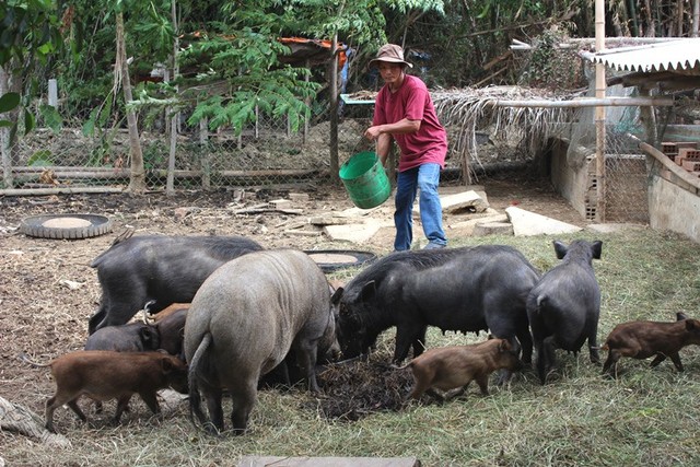 
Anh Chung với đàn heo rừng của gia đình.
