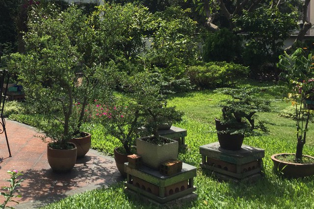 
Ngoài hoa, cây cổ thụ, trong vườn còn có rất nhiều chậu bonsai.
