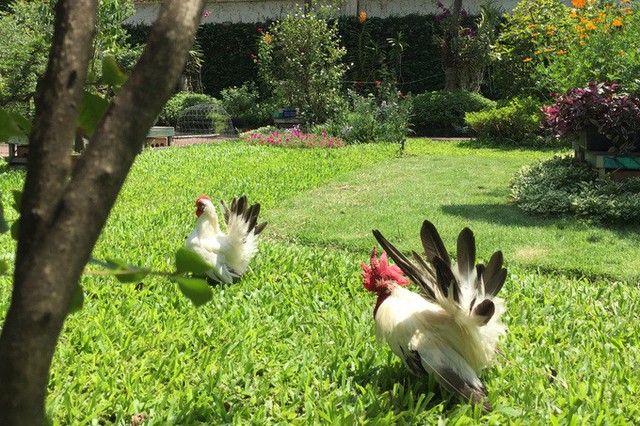 Mấy chú gà được gia chủ nuôi làm cảnh giúp khu vườn sinh động hơn.