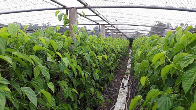 
 Một g&oacute;c vườn trầu của gia đ&igrave;nh &ocirc;ng Th&aacute;i
