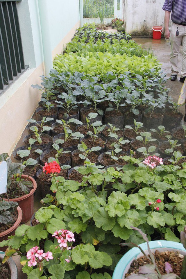 Những khóm rau xanh mướt được các cô tự tay trồng và chăm bón