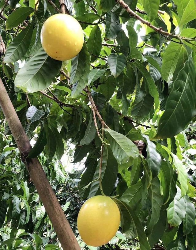 
Loại vú sữa có màu vàng óng trong vườn nhà ông Rỡ
