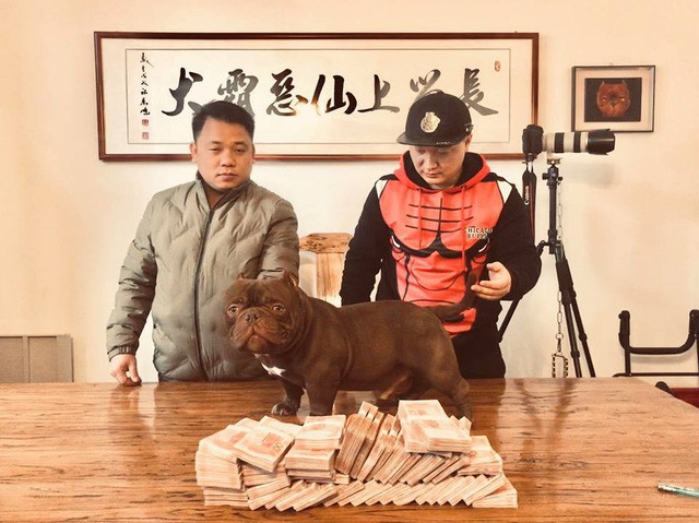 
Anh Tuyến giao dịch ch&uacute; ch&oacute; Exotic Bully tại H&agrave; Nam (Trung Quốc)
