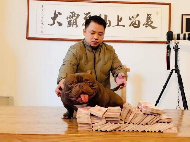 
Exotic Bully l&agrave; một trong những d&ograve;ng ch&oacute; đắt nhất tr&ecirc;n thế giới
