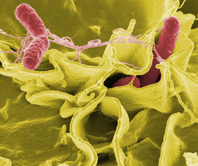 
Khuẩn Salmonella ưa nhiệt độ mát, lạnh và có khả năng lây lan rất nhanh.
