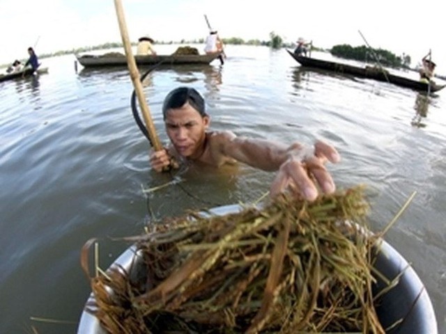 Ký sinh trùng này xâm nhập vào não theo đường mũi, do người bệnh dầm mình trong các hồ ao nước ngọt.