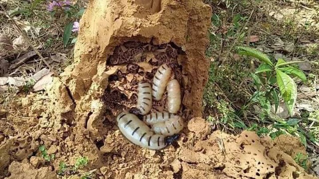 Mối chúa ở các khu rừng ngày càng cạn kiệt