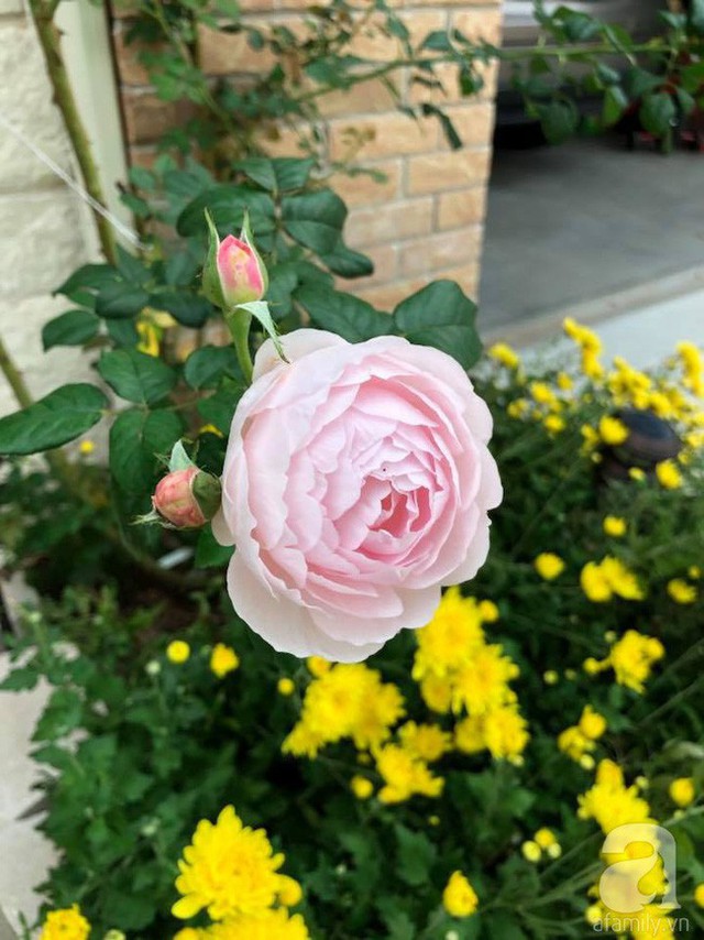 
Trong vườn, chị Hoa Phan trồng khá nhiều hồng.
