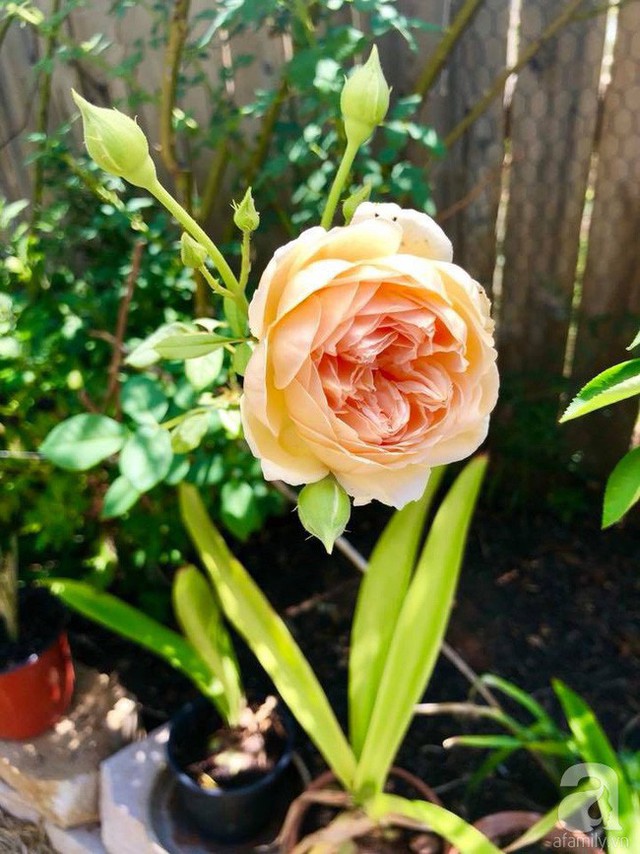 
Hoa hồng xen kẽ với các loại hoa khác.
