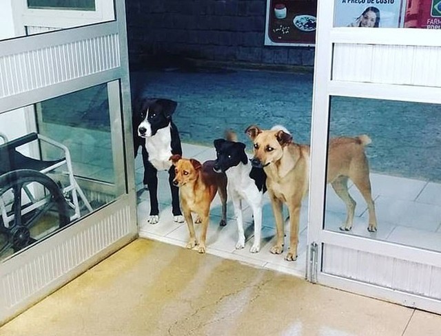 Bốn con chó đứng đợi chủ trước cửa bệnh viện Alto Vale, Brazil, hôm 10/12. Ảnh: Facebook.