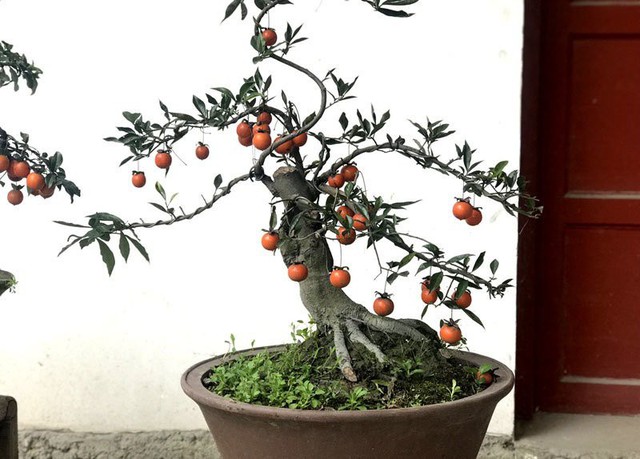 
 Hồng đ&aacute; bonsai được rất nhiều kh&aacute;ch đặt mua
