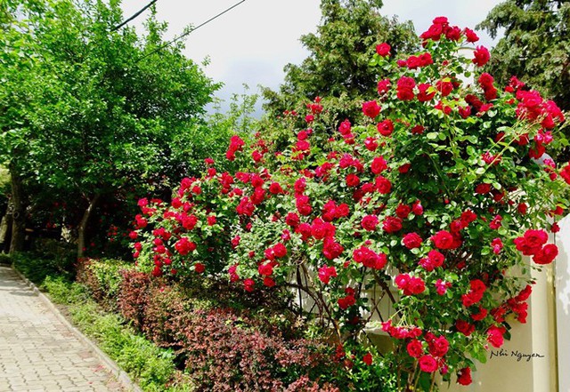 
Hai khóm hồng Pauls Scarlet được trồng từ năm 2004, cao hơn 3m, phủ kín vòm cổng.
