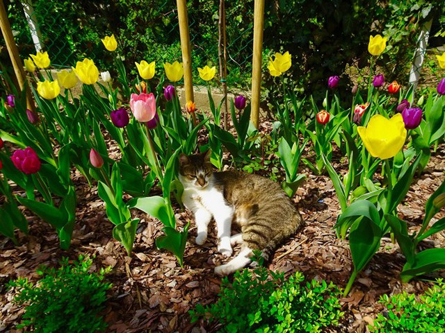 
Người bạn nhỏ của chị Nhi mơ màng tắm nắng giữa những khóm tulip.
