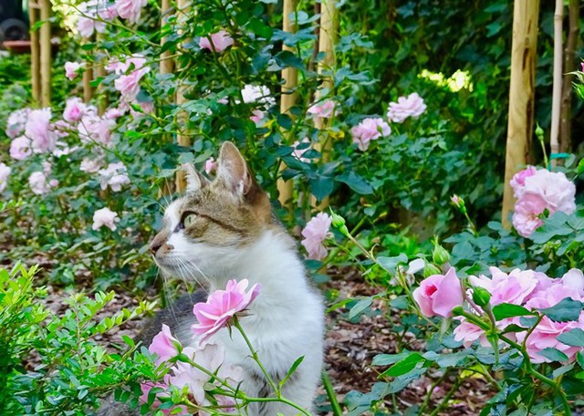 
Chị tiết lộ chú mèo này rất yêu hoa, thường quanh quẩn bên những gốc hồng hoặc ngủ ngày giữa các bụi cúc.
