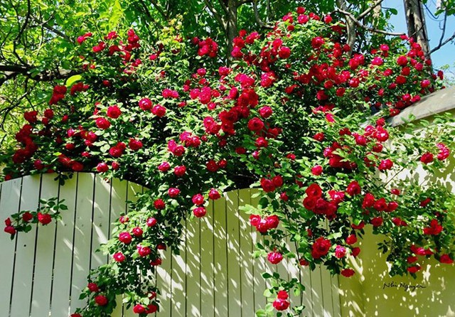 
Nàng Sympathy uốn mình theo hàng rào, nhuộm ngôi nhà bằng màu hoa đỏ rực.
