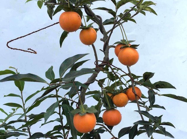 
 Hồng đ&aacute; rất sai quả nhưng quả ăn lại rất chua
