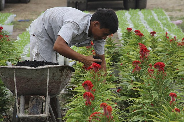 
Các nhà vườn đang thuê công nhân tất bật chăm sóc, tỉa cành, bón phân... để kịp cung ứng hoa cảnh cho thị trường vào dịp Tết Nguyên đán. Ảnh: Infonet
