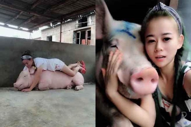 
Mặc dù công việc của Tiếu Phương khiến nhiều bạn bè xa lánh, thế nhưng theo cô gái trẻ, ở chung với những con lợn lâu ngày, cô phát hiện, chúng cũng rất đáng yêu.
