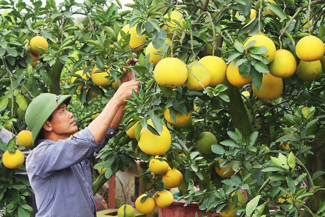 
Tháng 4 âm lịch hàng năm, anh Hà thường sang các tỉnh lân cận như Tuyên Quang, Hòa Bình thu mua bưởi nhỏ về ghép.
