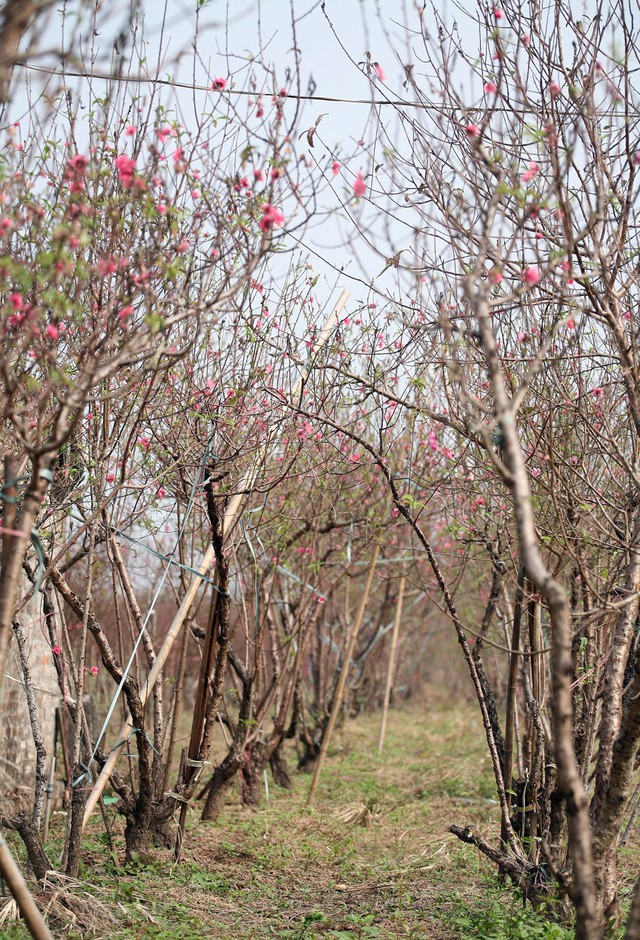 Hàng năm, nông dân Nhật Tân đều điều cho đào nở sớm phục vụ Tết Dương lịch. Hầu hết đây là những gốc đào già, đào lâu năm, cả dáng và thế cũng như chất lượng hoa không bằng đào chính vụ.