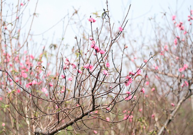 Một cành đào nở sớm dù bung cánh nhưng không được cắt bán.