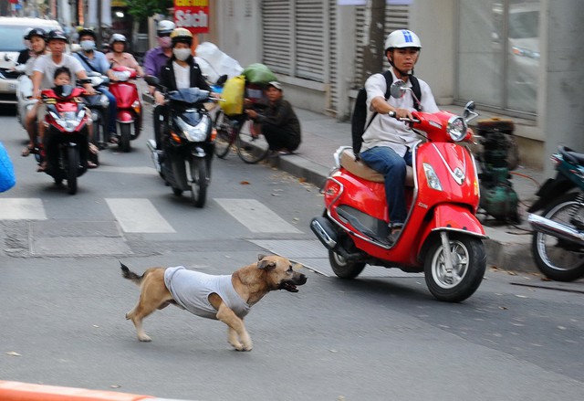 
Đề xuất quản lý chó bằng phần mềm ở khu vực Hà Nội đang gây tranh cãi dư luận. Ảnh: B.Loan
