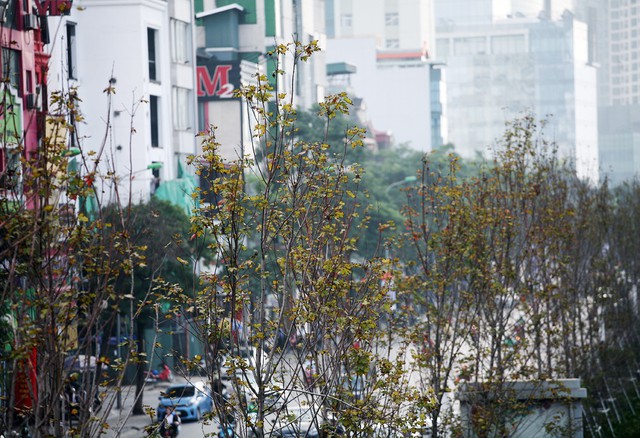 
Hàng cây phong khu vực trường ĐH Lao Động & Xã hội có phần xanh tốt hơn những khu vực khác.
