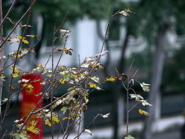 
Thay vì chuyển từ màu xanh sang màu đỏ hoặc màu đồng như những hàng phong đỏ ở nhiều nước thì lá phong tại Hà Nội vẫn xanh và héo úa.
