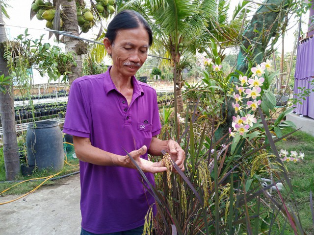 
Thầy giáo Trần Văn Tiếp bên giống lúa tím mà ông mất nhiều năm thuần dưỡng, cho vào chậu trưng tết
