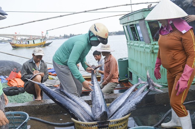 
Luật Thủy sản có hiệu lực sẽ góp phần nâng cao thu nhập, cải thiện sinh kế cho ngư dân. Ảnh: TTX
