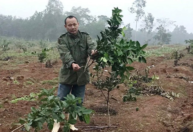 Ông Quế bên hàng trăm gốc cam, ổi bị chặt phá. Ảnh: Phạm Hòa.