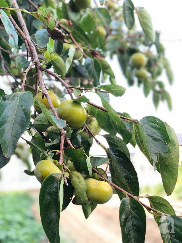 
Hồng trên cây.
