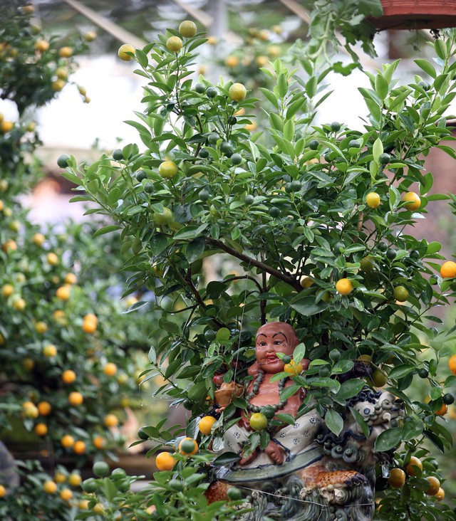 Một gốc quất bonsai bao quanh tượng Thần tài với hi vọng sẽ mang lại may mắn, tài lộc trong năm mới.