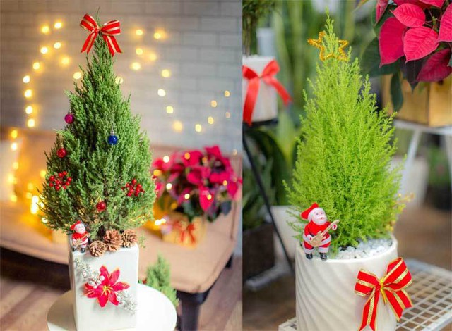 T&ugrave;ng tuyết - loại c&acirc;y đang cực kỳ h&uacute;t kh&aacute;ch m&ugrave;a gi&aacute;ng sinh