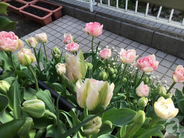 Những ngày mùa xuân, góc vườn lối đi vào nhà của gia đình chị lại ngập tràn tulip. Chị Quỳnh thường chọn củ với nhiều màu khác nhau để chốn đi về luôn rộn ràng hương sắc và ngập tràn sức sống mùa xuân.