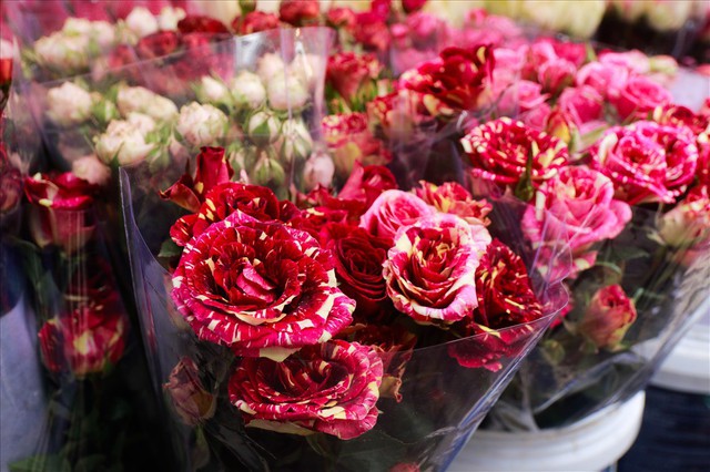 
Những bông hoa hồng lạ như thế này có giá lên tới 100 nghìn đồng/ bông. Ảnh: Lao Động

