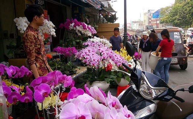 Ngoài sản phẩm trong nước, dịp Tết, hoa lan còn được nhập nhiều từ Thái Lan, Đài Loan… 