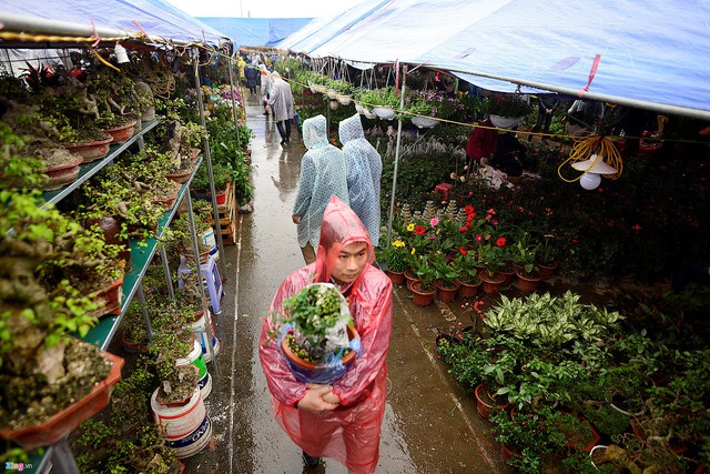 
Bên trong chợ Viềng, dòng người mặc áo mưa để tìm mua cây. Anh Thành, quê Thái Bình, cho biết anh chọn mua cây kim tiền để mong năm Mậu Tuất nhiều tiền tài và sức khỏe. Ảnh: Tri thức trực tuyến
