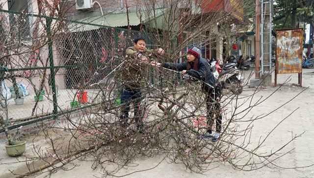 Một cành đào được khách trả 7 triệu đồng được cột dây cẩn thận chuẩn bị được đưa đi