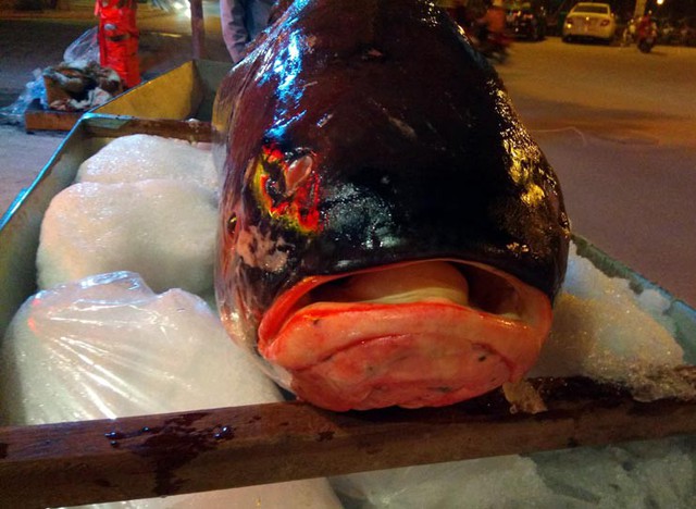 Ghi nhận của phóng viên, cá hô đỏ có hình dáng giống cá chép, vảy dày, màu đỏ.