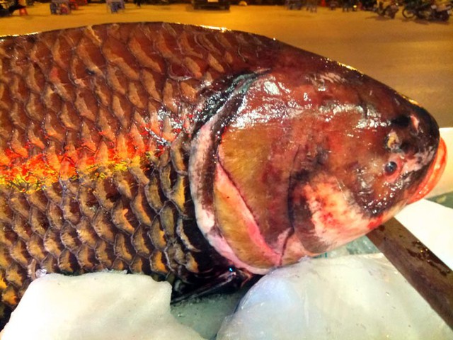 Đây là loại thuộc họ cá chép nhưng không có râu. Tại Việt Nam, thỉnh thoảng ngư dân cũng bắt được loại cá này với trọng lượng từ 100-200kg. Loài cá này đang có nguy cơ biến mất vì nó quý giá.