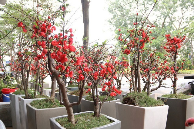 Theo quan sát, mai đỏ có chiều cao từ 30-80cm, thân cây được uốn thế tạo kiểu. Bên dưới mỗi chậu hoa, các chủ vườn trải thêm lớp cỏ xanh để trang trí làm nổi bật sắc đỏ của hoa.