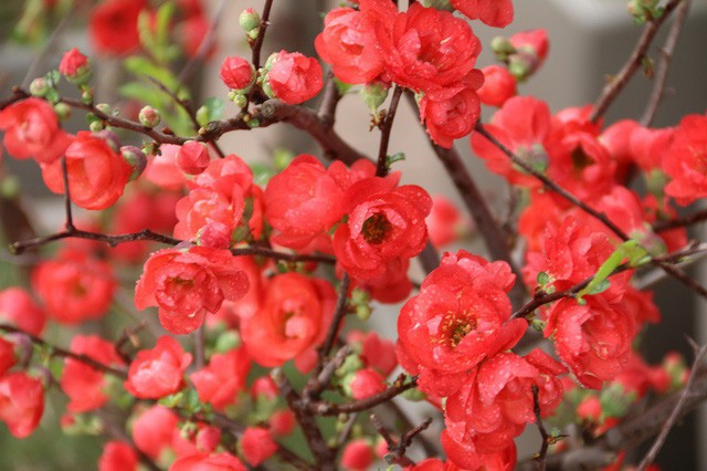 Mỗi cây mai đỏ có đến hàng trăm bông bung nở rực rỡ. Theo người bán, loại hoa này chơi khá bền có thể để hàng tháng mà không lo rụng cảnh hay héo cành như các loại hoa khác.